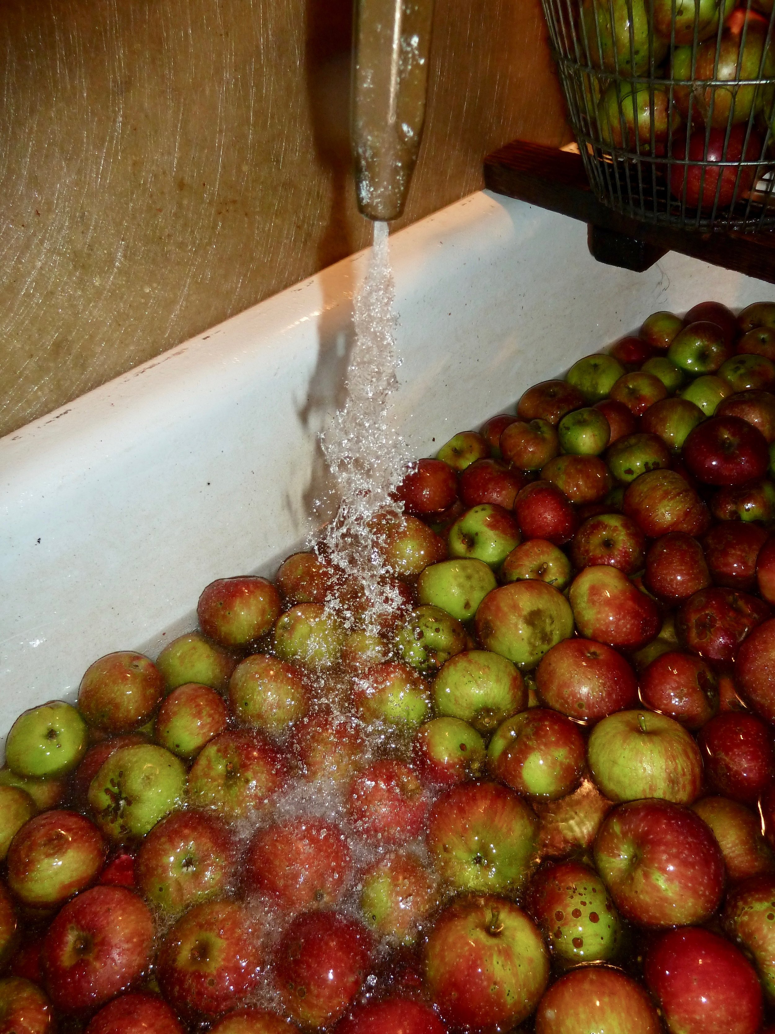 Apfelsorte Tobiäsler werden gewaschen. Das ist ein wichtiger Arbeitsschritt. Hier kann ich visuell aussortieren, was nicht in die Mühle soll.
Da habe ich die Kontrolle über die Qualität des Mostobstes
