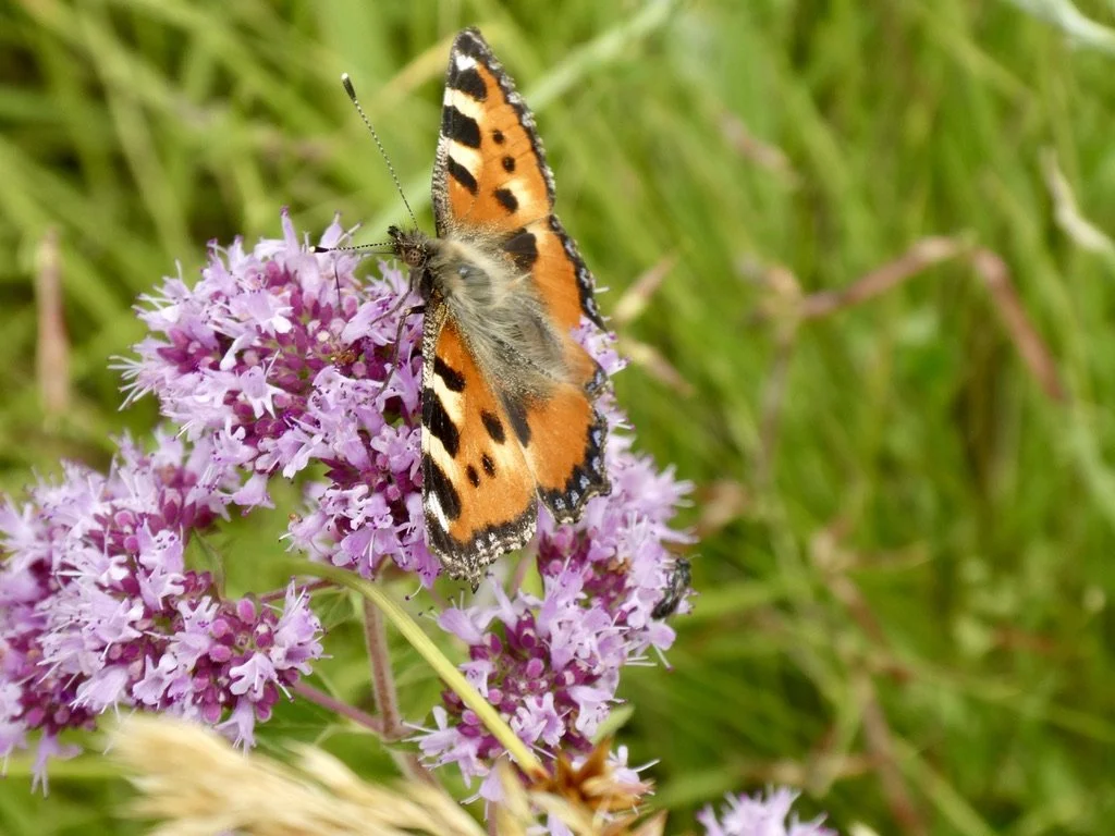 kleiner Fuchs; überwintert als Falter 
