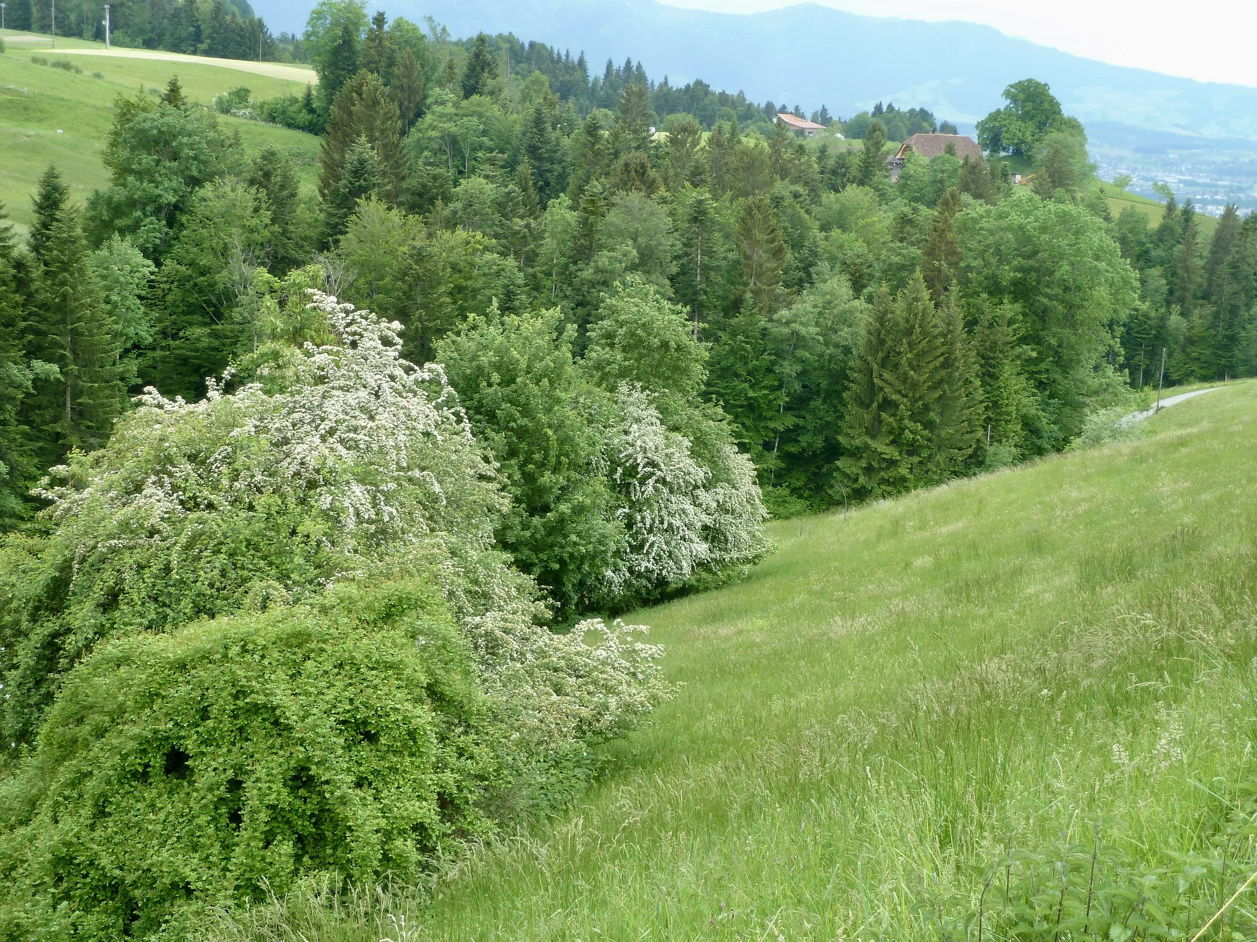und vielblütige Wildrose
