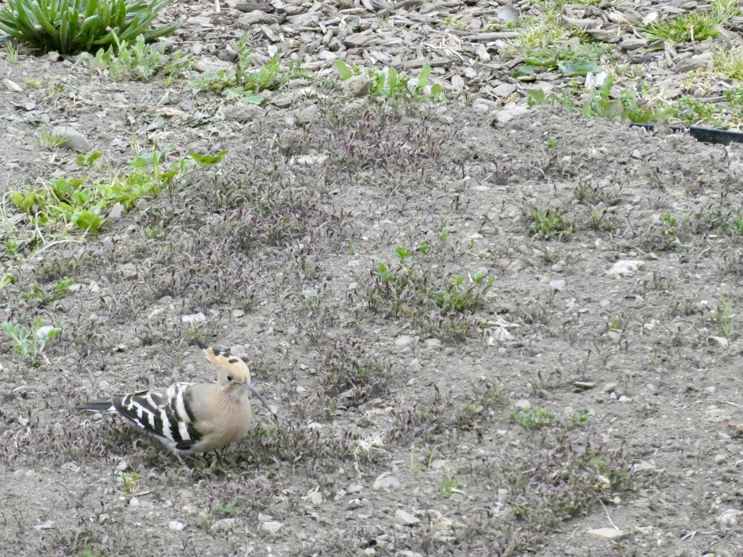 Wiederkehrender Gast erste Aprilwoche: Der Wiedehopf ist bei uns ein "Durchzügler". Er macht für 1-2 Tage Rast.