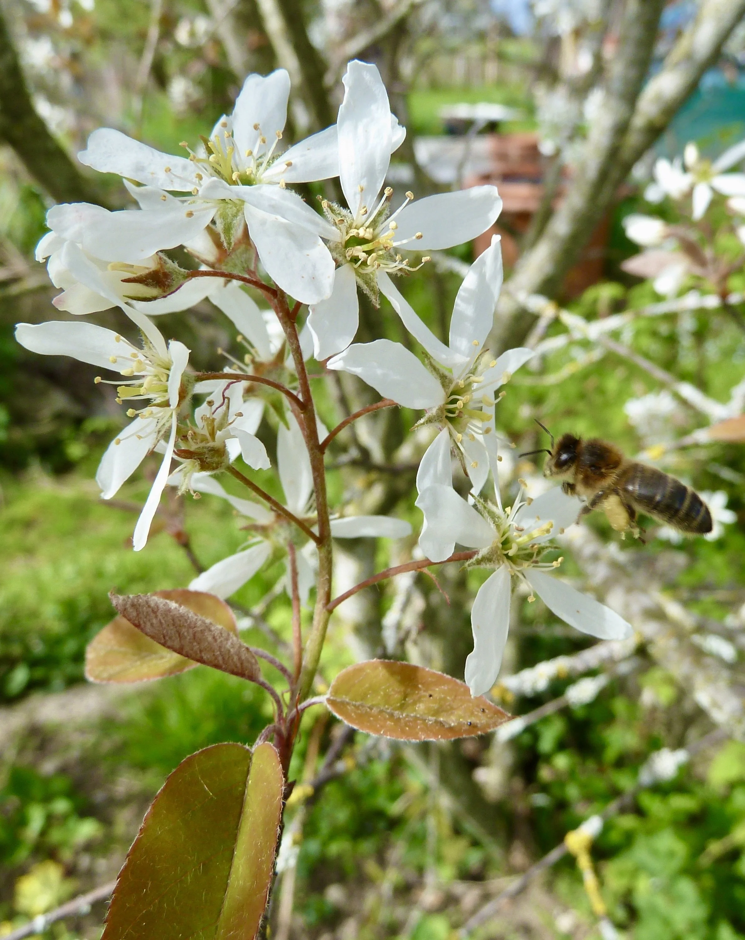 Honigbiene im Anflug auf Felsenbirnenblüte