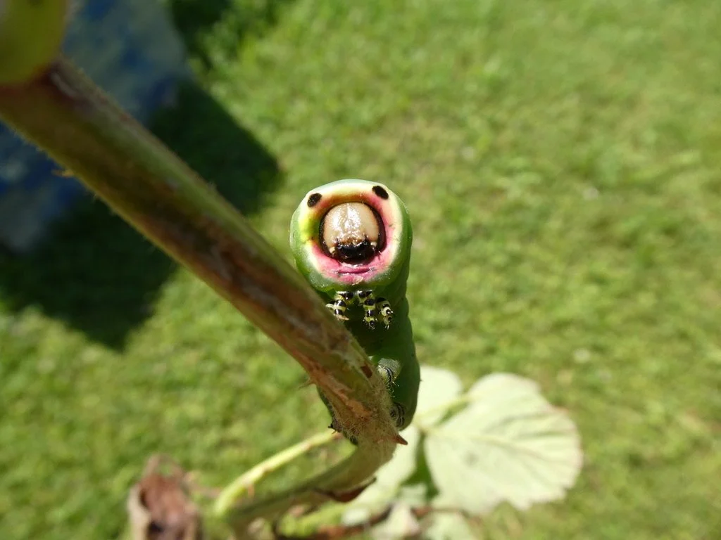 grosser Gabelschwanz; lebt auf Weiden und Pappeln