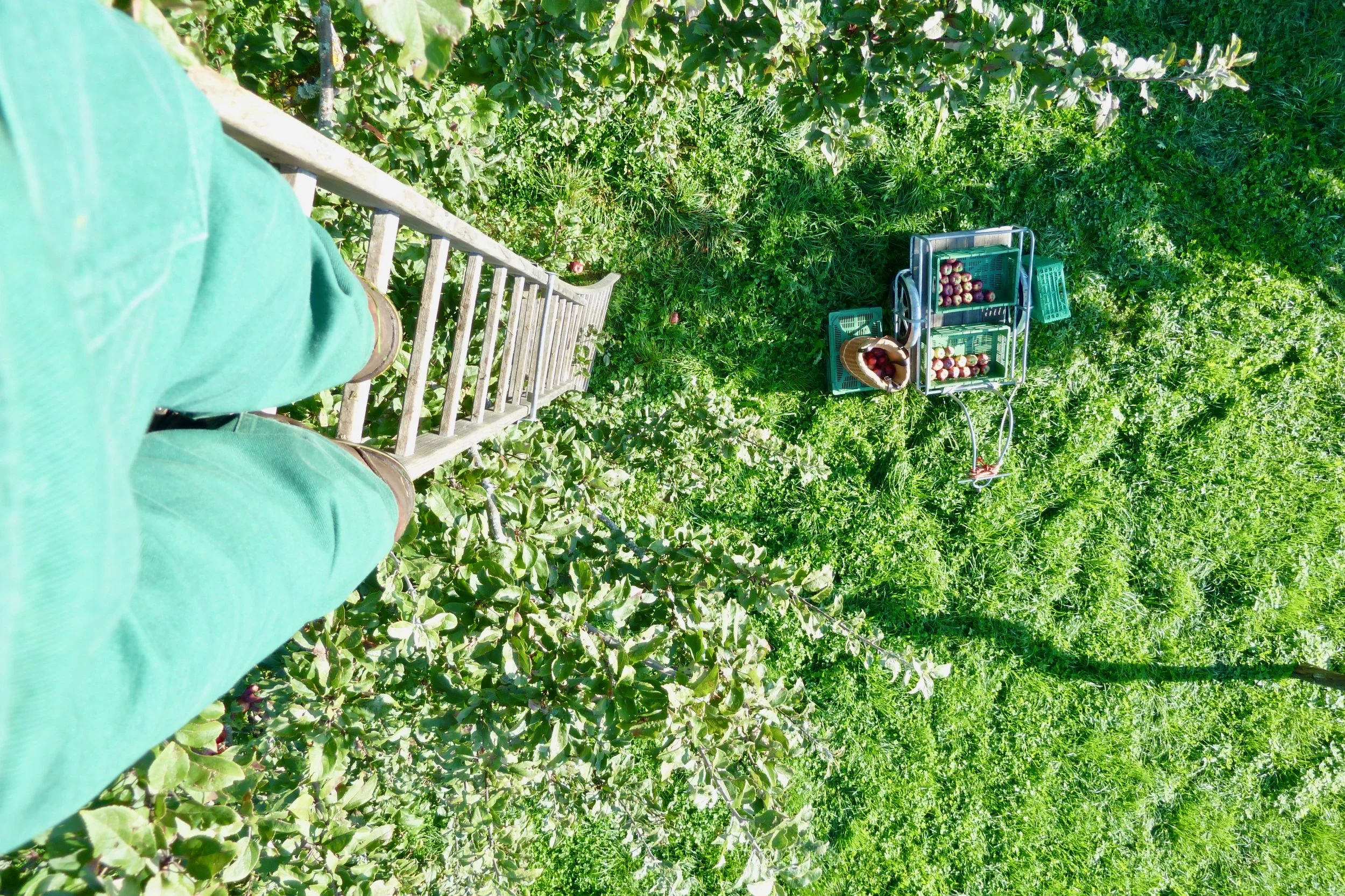 Recht schön Hoch das Obst vom Hochstamm