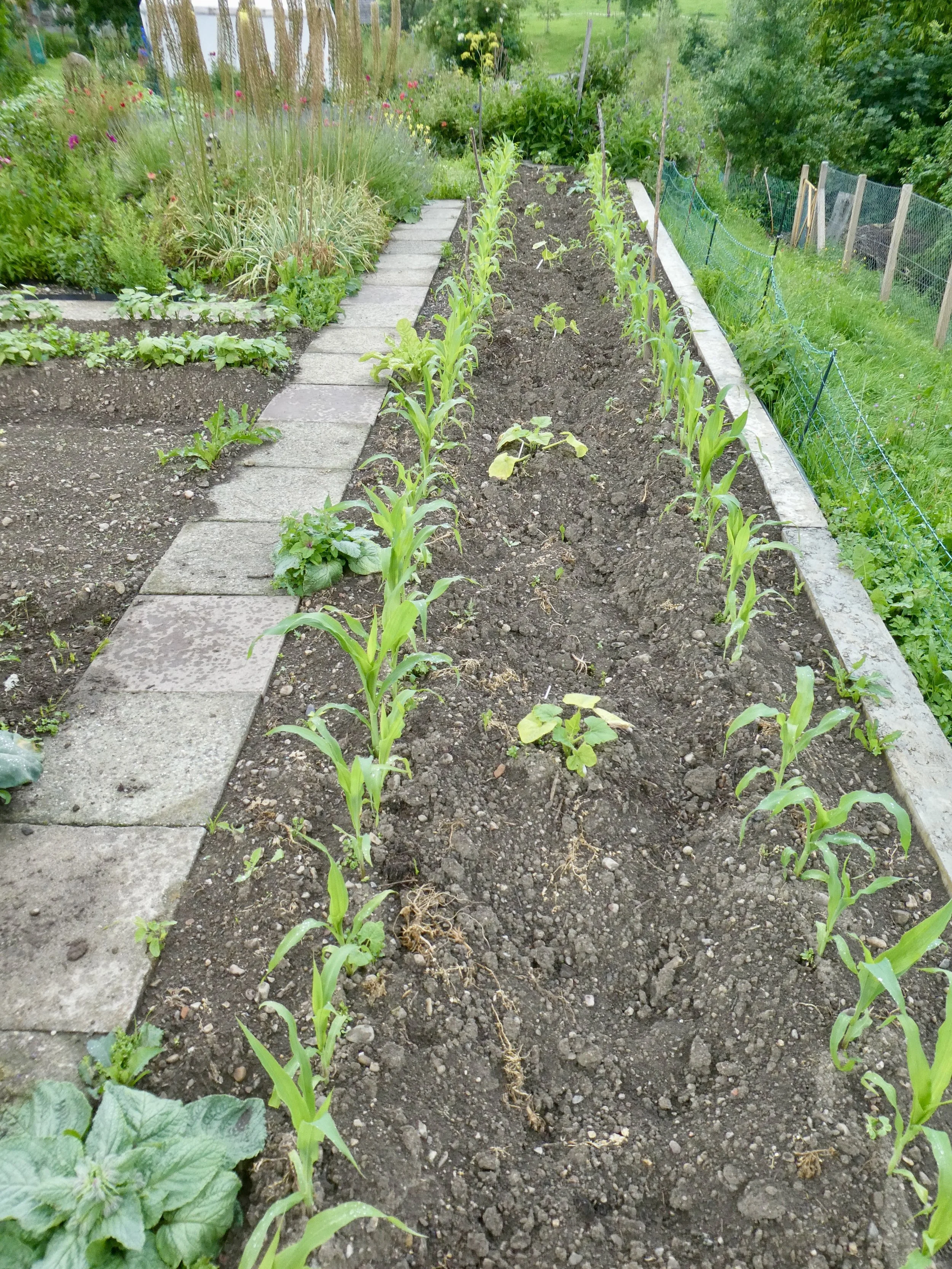 Juni 2020: Links des Milpa-Beetes, 
vorläufig letzter Plattenweg verlegt