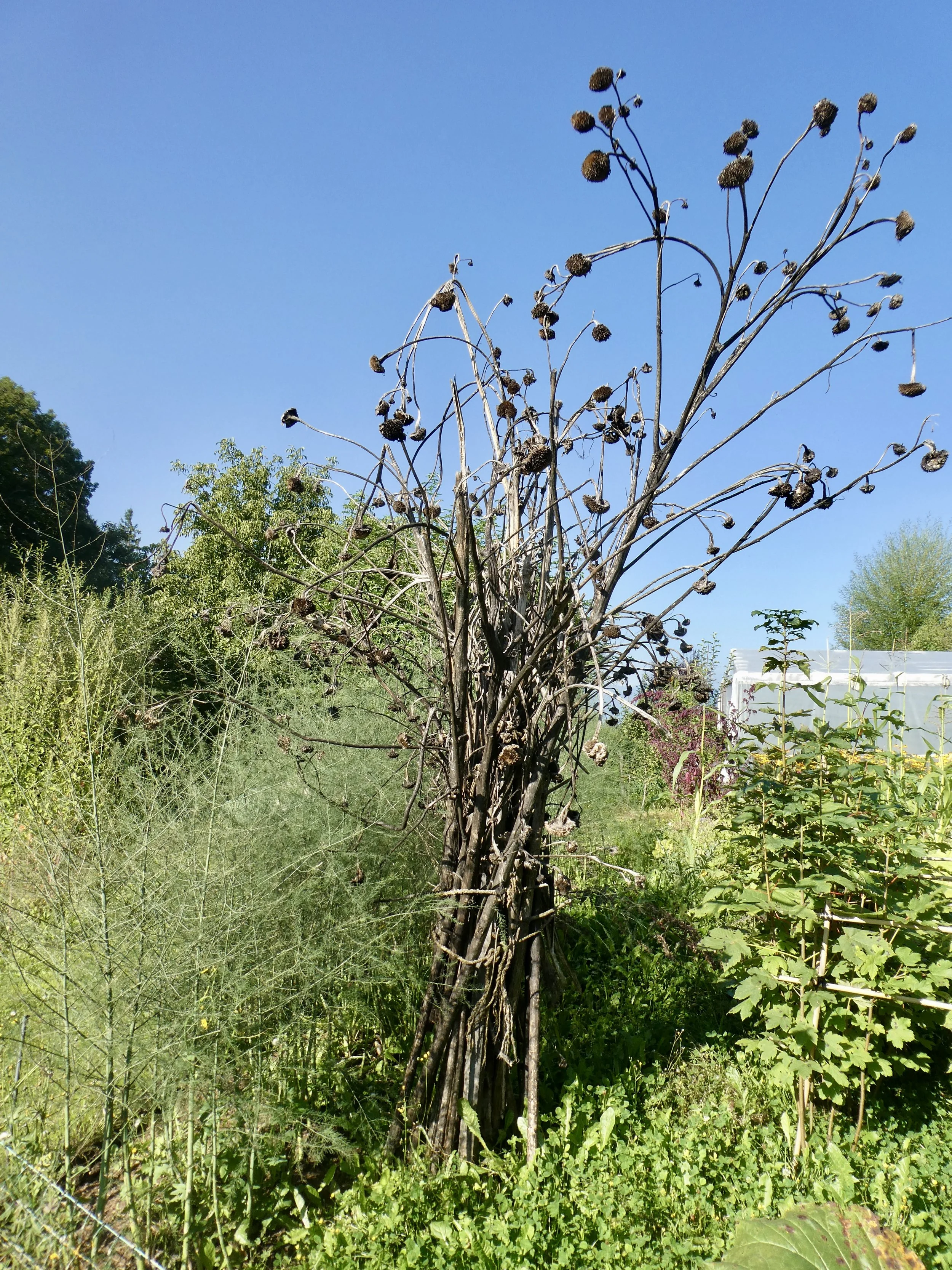 ein Leben nach dem Leben: Sonnenblumen-Bouquet im Gemüsegarten