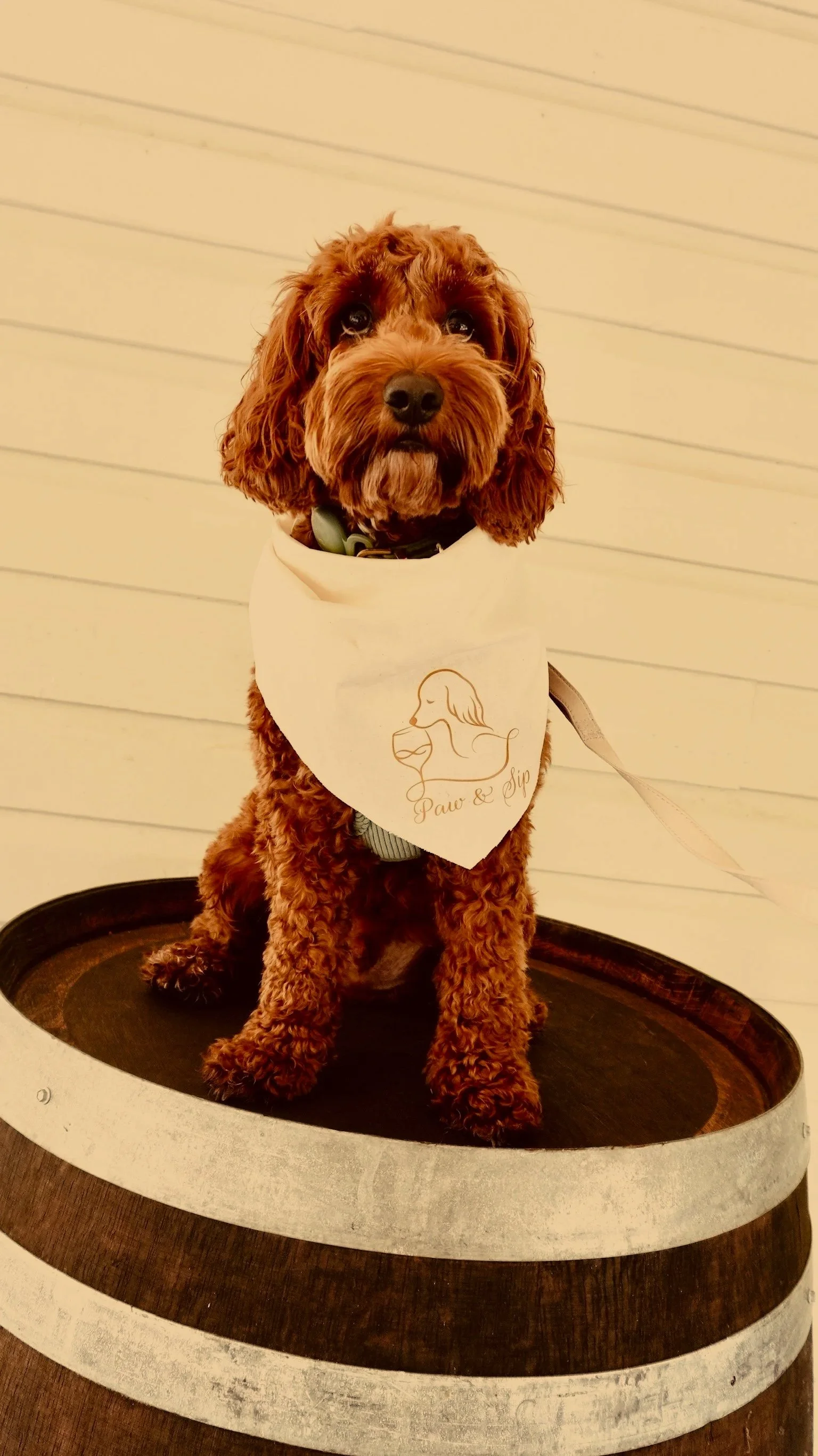 Paw & Sip Wine Tour - 25th July - Manly