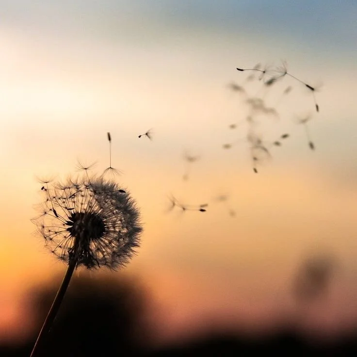 Ralentir pour mieux vivre : l’art de retrouver le bonheur simple