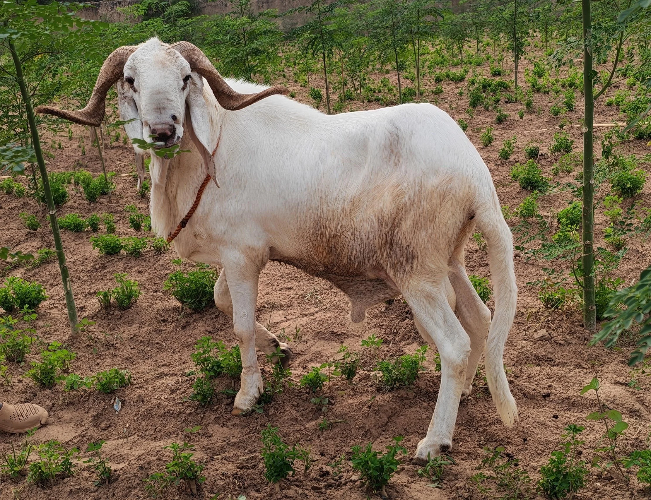 A white Ram with large curved horns standing in a farm or garden, holding some leaves in its mouth, surrounded by green plants and soil.