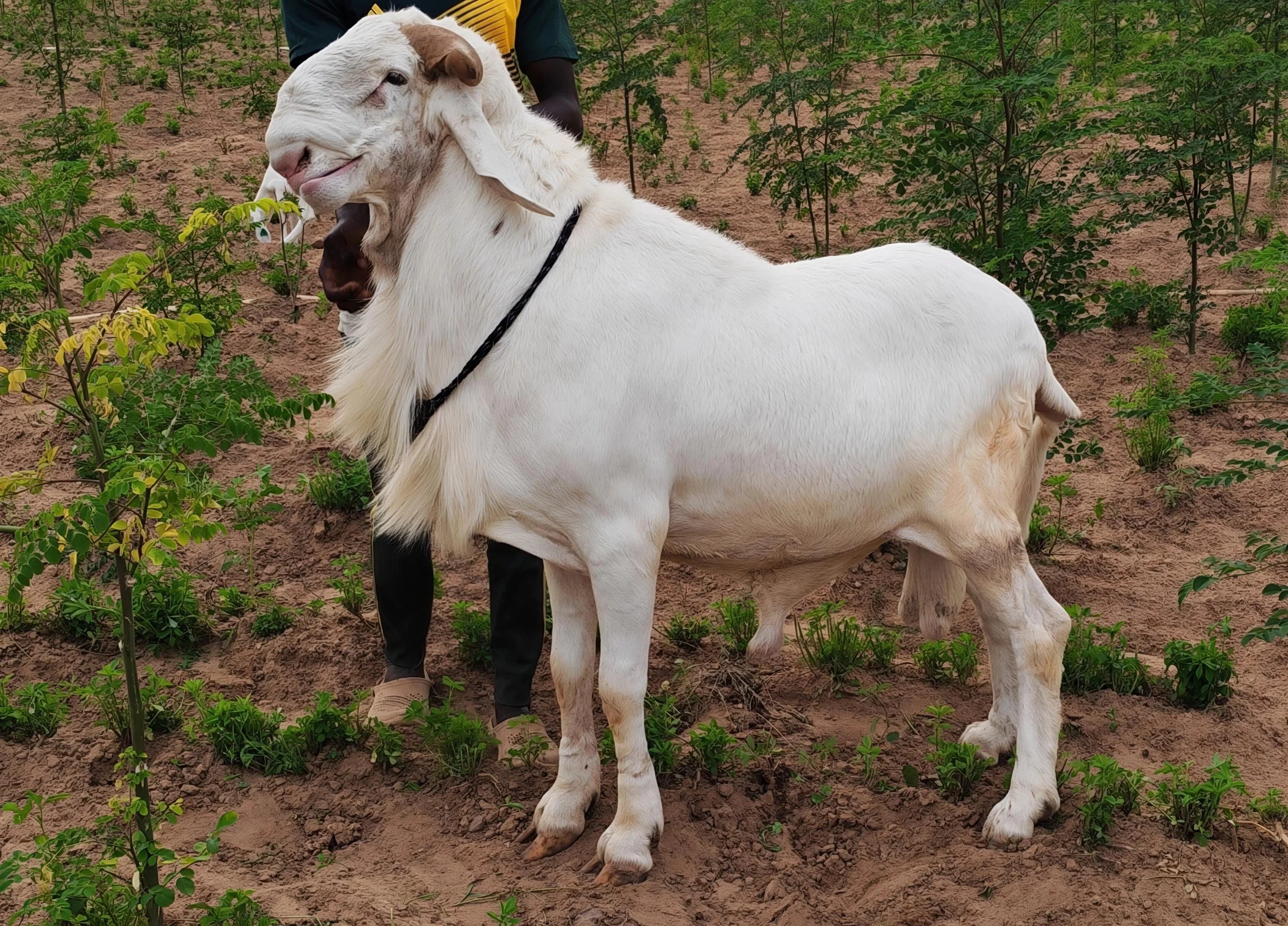 A white Ram with floppy ears and a beard standing on dirt with green plants around.