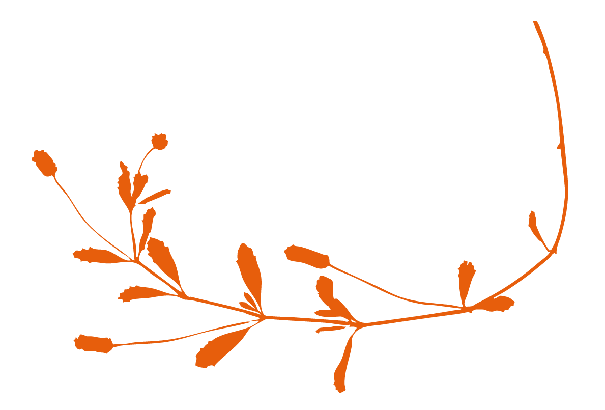 Illustration d'une branche sèche avec plusieurs petites feuilles et bourgeons de couleur orange.