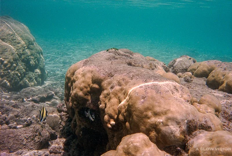 Fonds sous-marins - Lagon de L'Hermitage-les-Bains