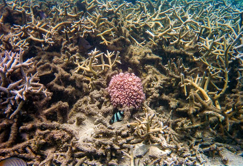 Fonds sous-marins - Lagon de L'Hermitage-les-Bains