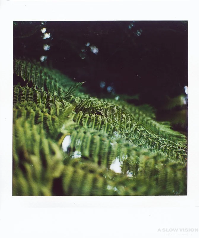 Instant film doesn&rsquo;t forgive &mdash; and that&rsquo;s why I love it.
────── ⬜ ──────
#reunionisland #iledelareunion #nature #instantphotography #instaxsquare #instax #hasselblad500cm #nonsinstaxback #ﬁlmisnotdead #slowphotography #filmphotograp