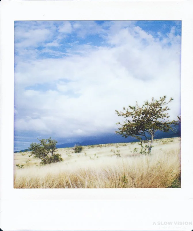 I press the shutter
when silence feels right.
────── ⬜ ──────
#IFrameByFeeling
#iledelareunion #reunionisland #nature #hasselblad500cm #hasselblad #instaxsquare #nonscamera #epsonperfectionv750pro #instaxbackforhasselblad #ﬁlmisnotdead #savana #savan