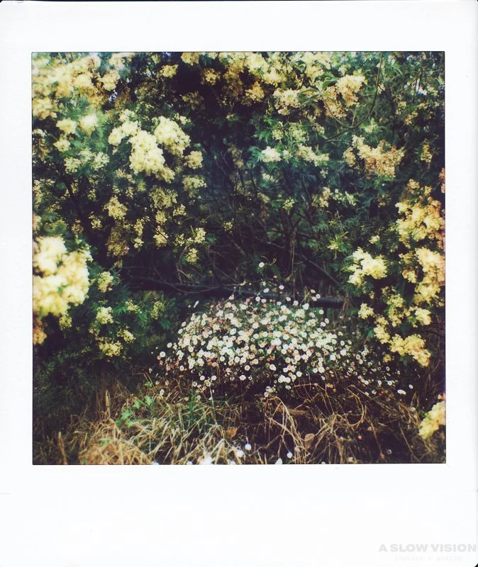 Each frame is a decision
I stand by.
────── ⬜ ──────
#IFrameByFeeling
#iledelareunion #reunionisland #nature #hasselblad500cm #hasselblad #instaxsquare #nonscamera #epsonperfectionv750pro #instaxbackforhasselblad #ﬁlmisnotdead