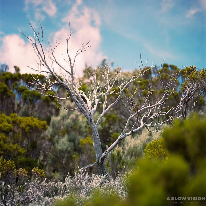 I trust the chemistry
the way I trust intuition.
────── ⬜ ──────
#IFrameByFeeling
#hasselblad500cm #kodakportra160 #kodakportra #iledelareunion #filmphotographer #ﬁlmisnotdead
