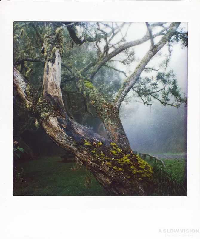 Instax_Square_Hasselblad__0013.jpg