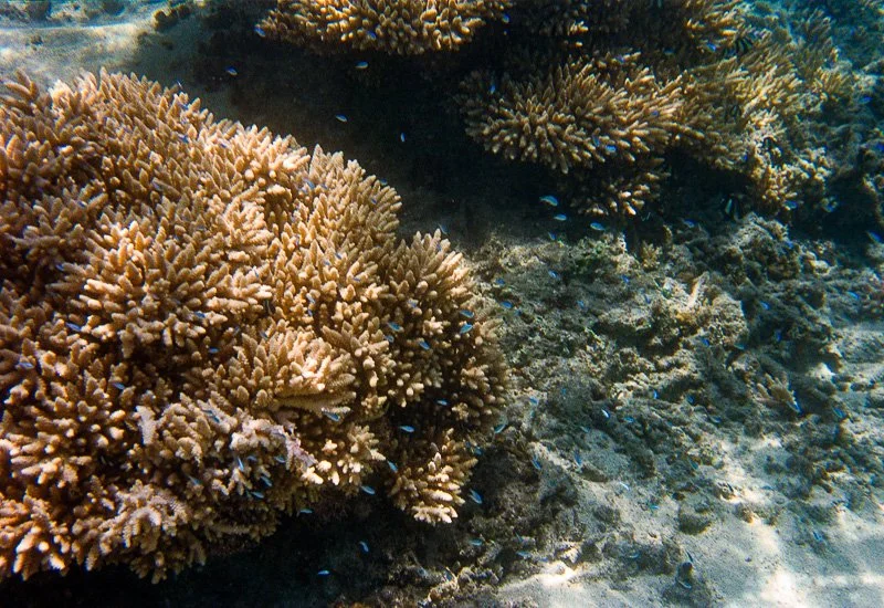 Fonds sous-marins - Lagon de L'Hermitage-les-Bains