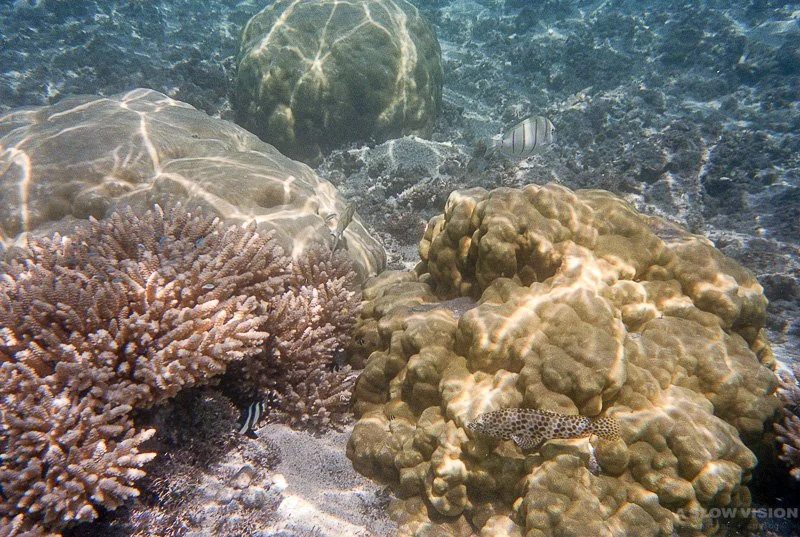 Fonds sous-marins - Lagon de L'Hermitage-les-Bains