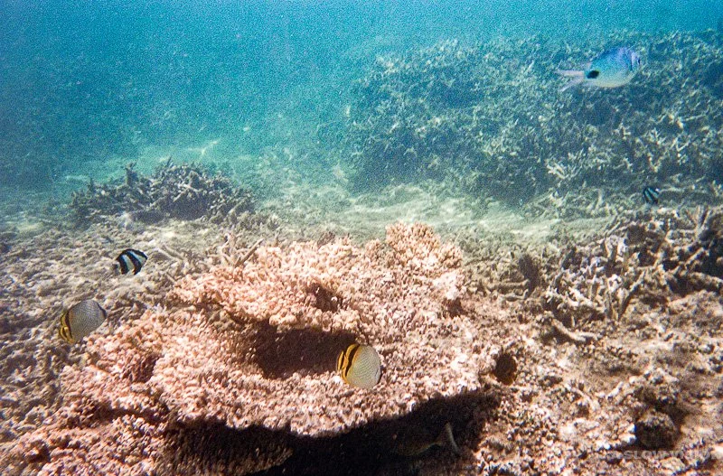 Fonds sous-marins - Lagon de L'Hermitage-les-Bains
