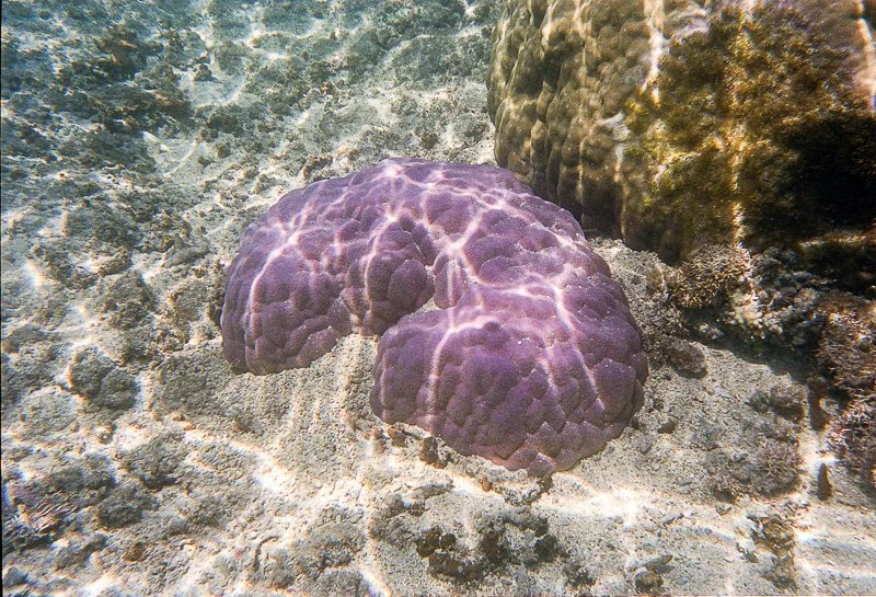 Fonds sous-marins - Lagon de L'Hermitage-les-Bains