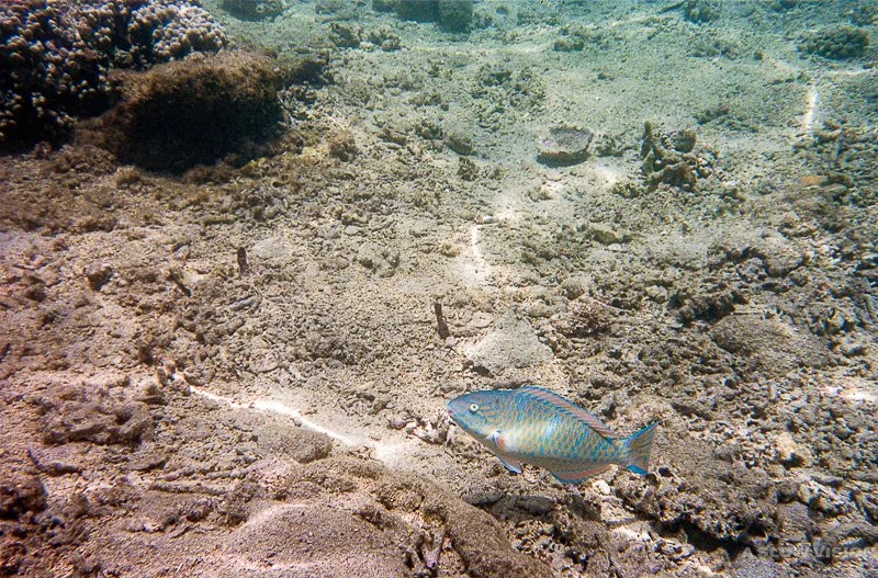 Fonds sous-marins - Lagon de L'Hermitage-les-Bains