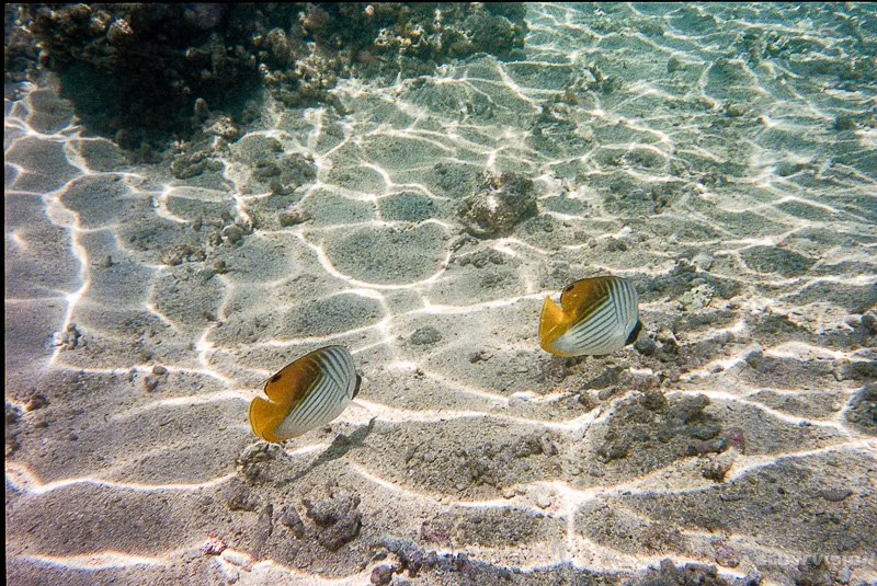 Fonds sous-marins - Lagon de L'Hermitage-les-Bains