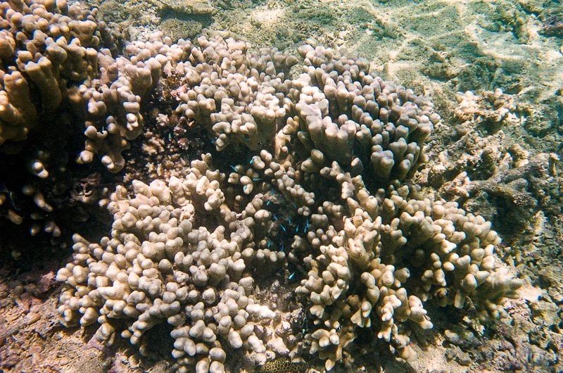 Fonds sous-marins - Lagon de L'Hermitage-les-Bains