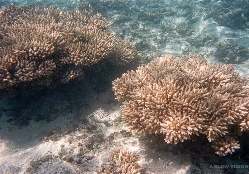 Fonds sous-marins - Lagon de L'Hermitage-les-Bains