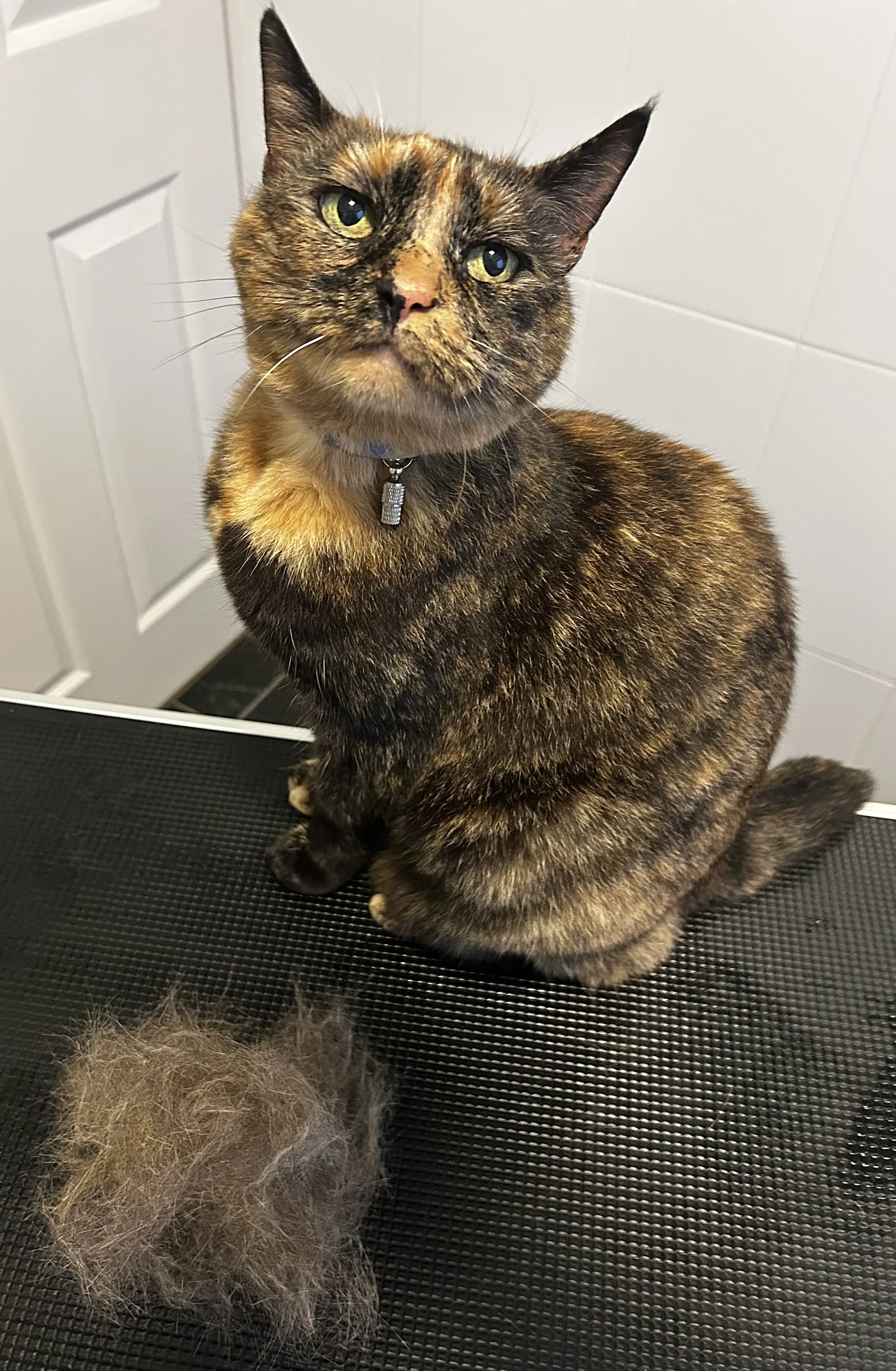 A tortoise-shell cat sitting on a black textured surface, looking at the camera, with a clump of removed fur in front of it.