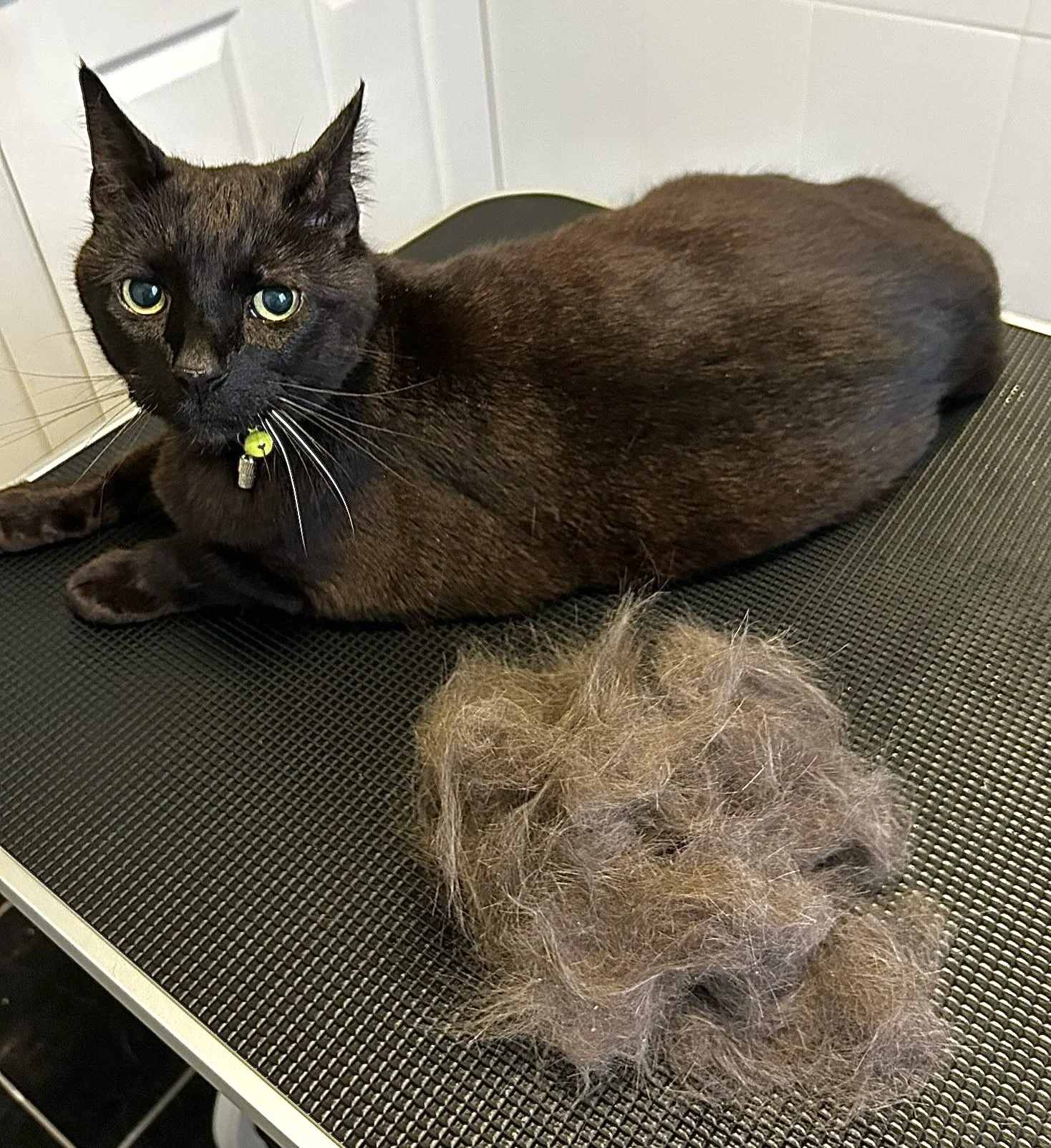 A black cat lying on a grooming table with a pile of loose fur in front of it, in a room with white tiled walls.