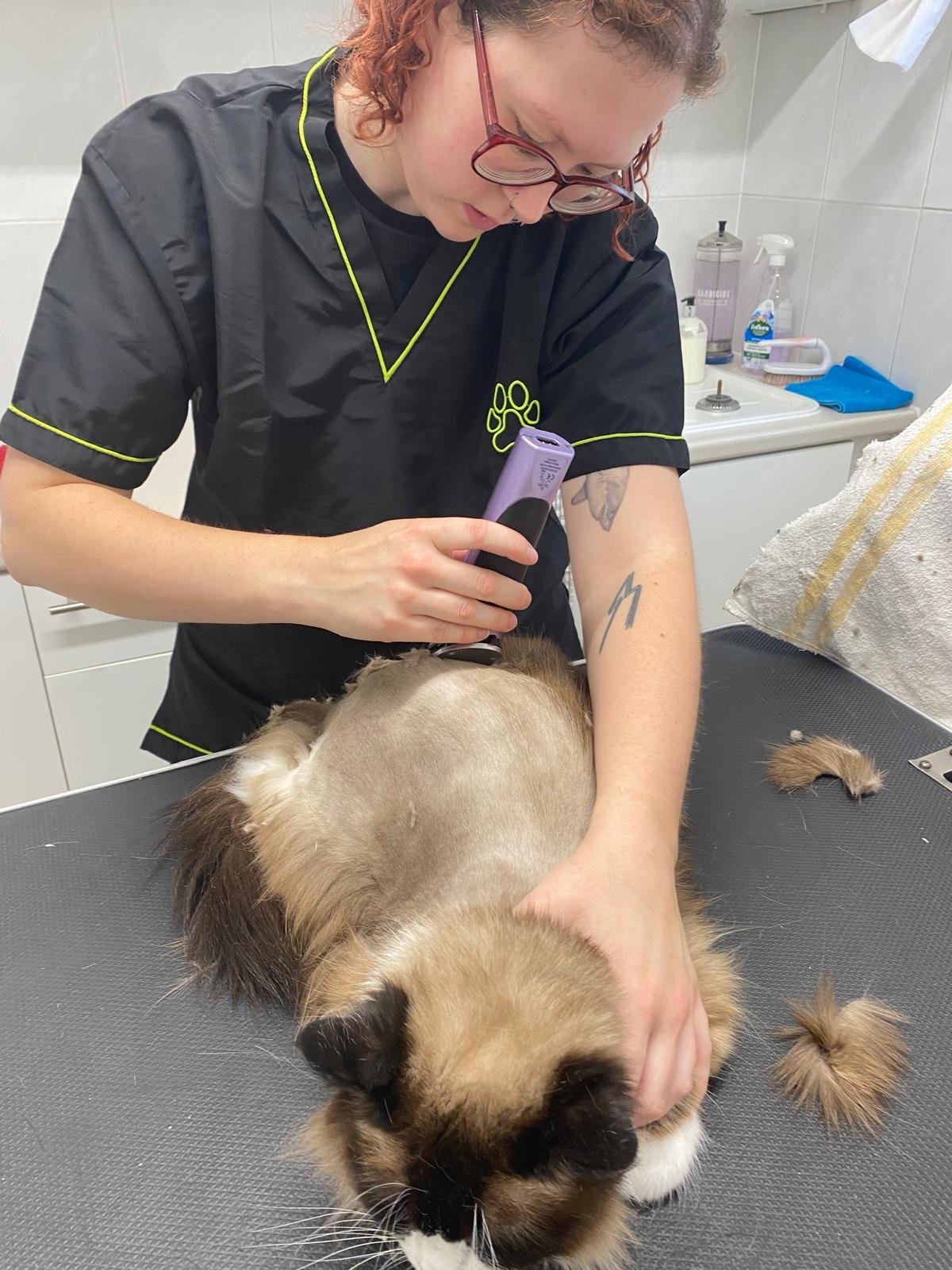 Vet technician shaving a cat's belly on an examination table in a veterinary clinic.