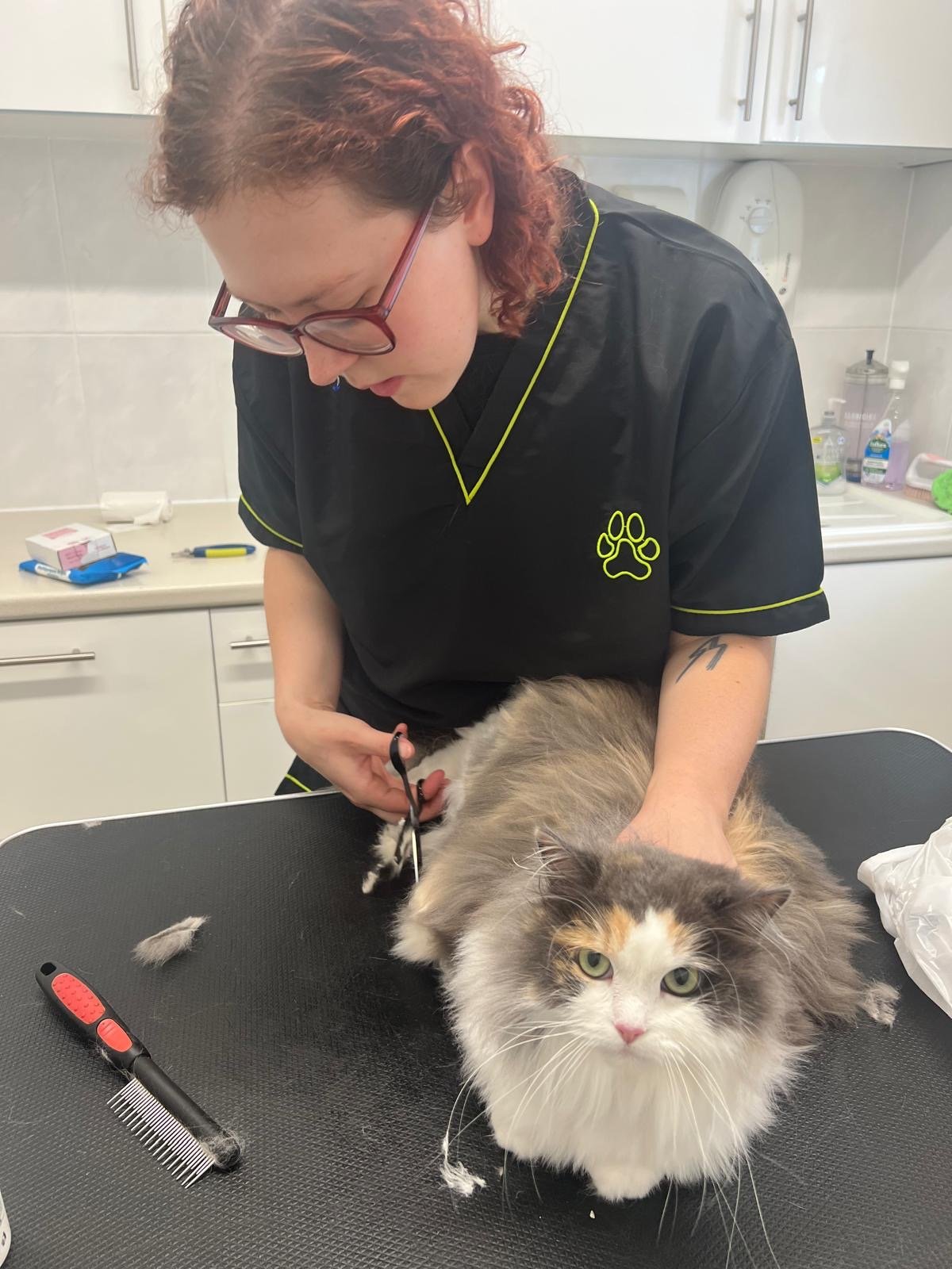 A veterinarian trimming the fur of a long-haired cat on a grooming table in a clinic.