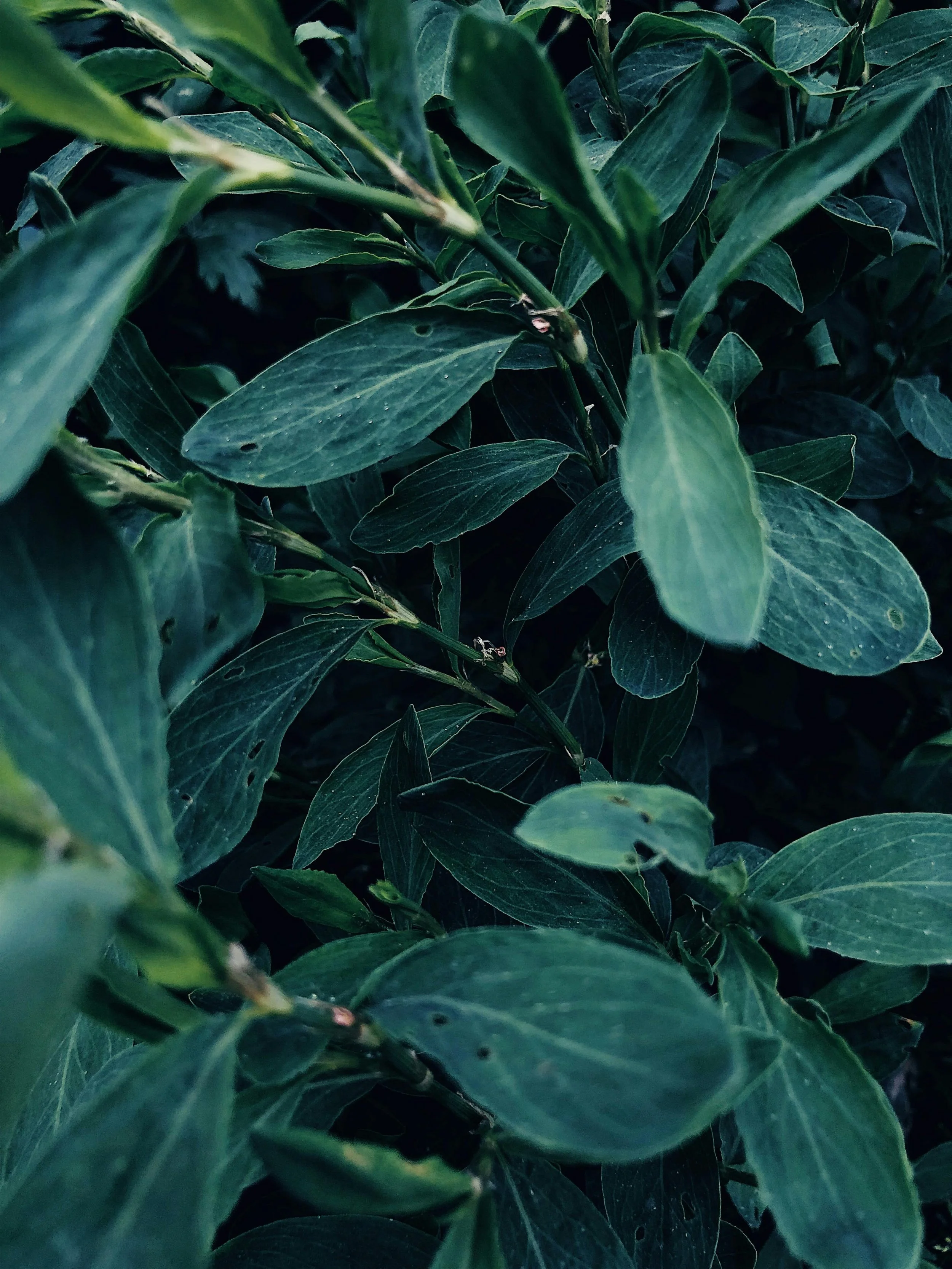 Emotional Healing Through the Body