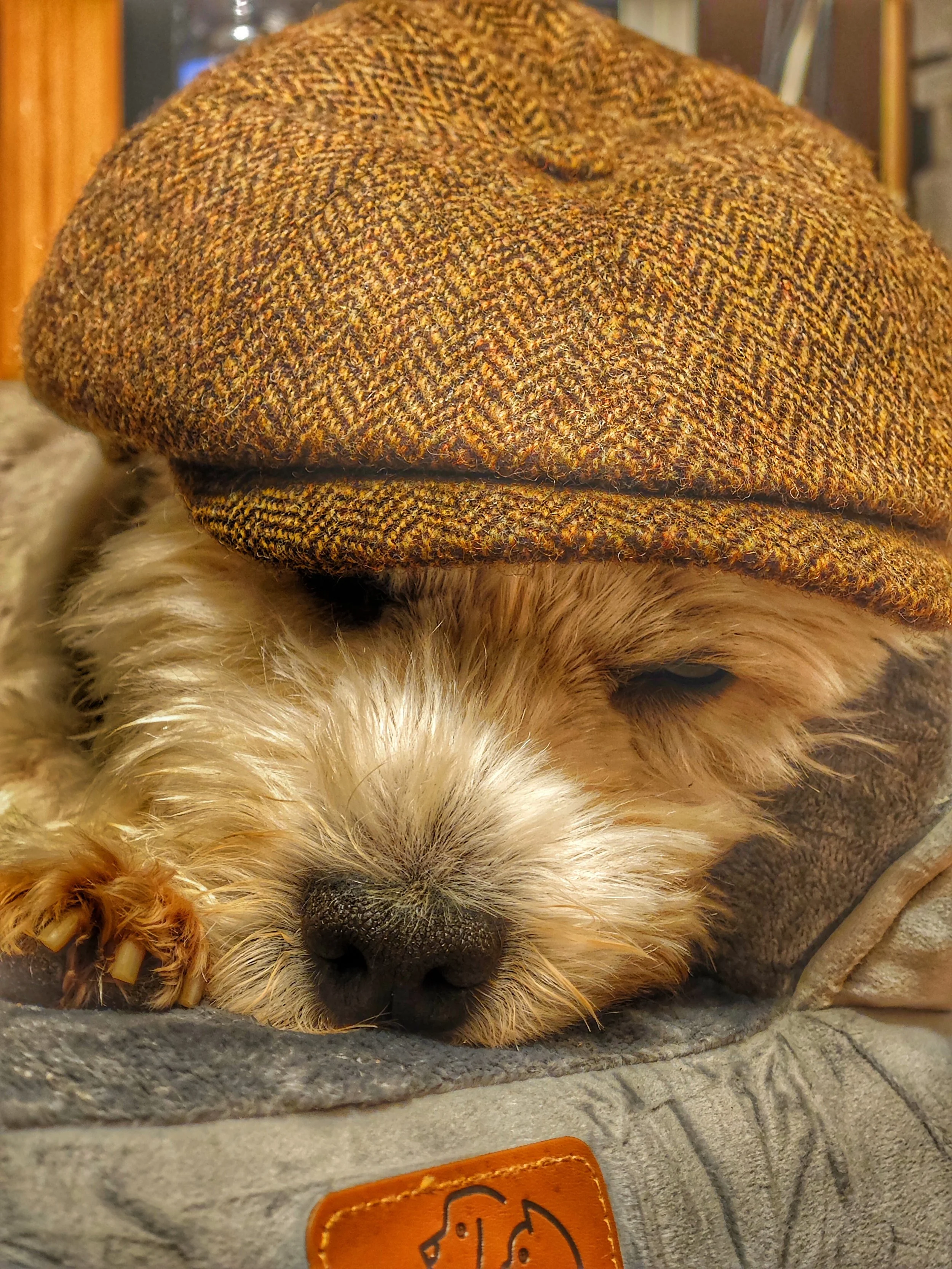 Ein Hund trägt eine braune wollene Mütze und ruht auf einem weichen Hundebett.