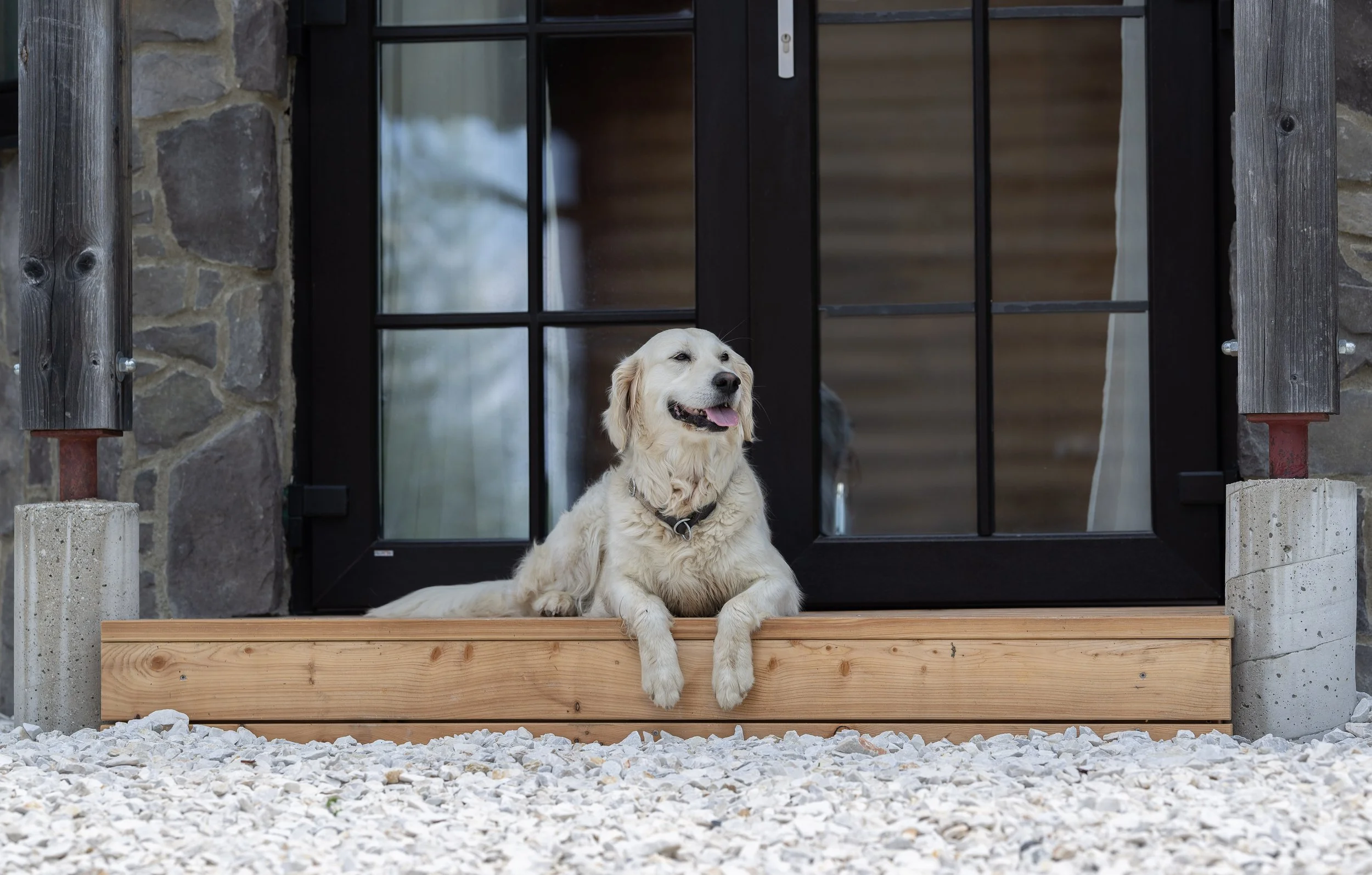 Golden Retriver Alm Kärnten Hund.jpg