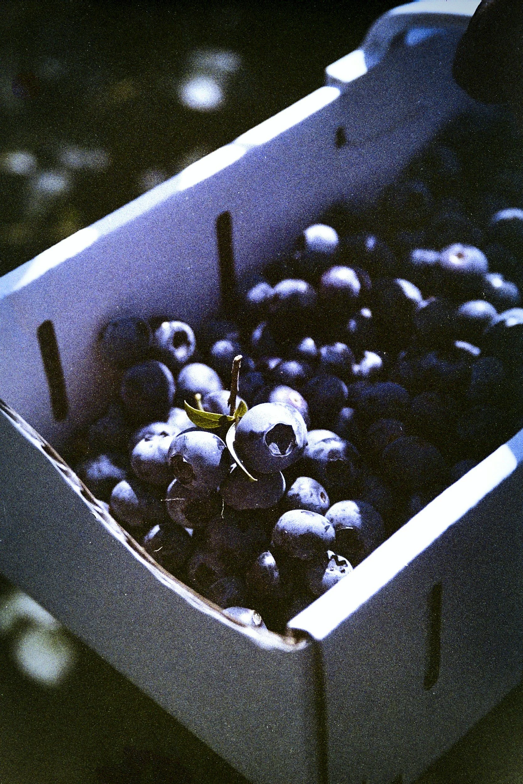Die Eigenschaften der Flavonoide