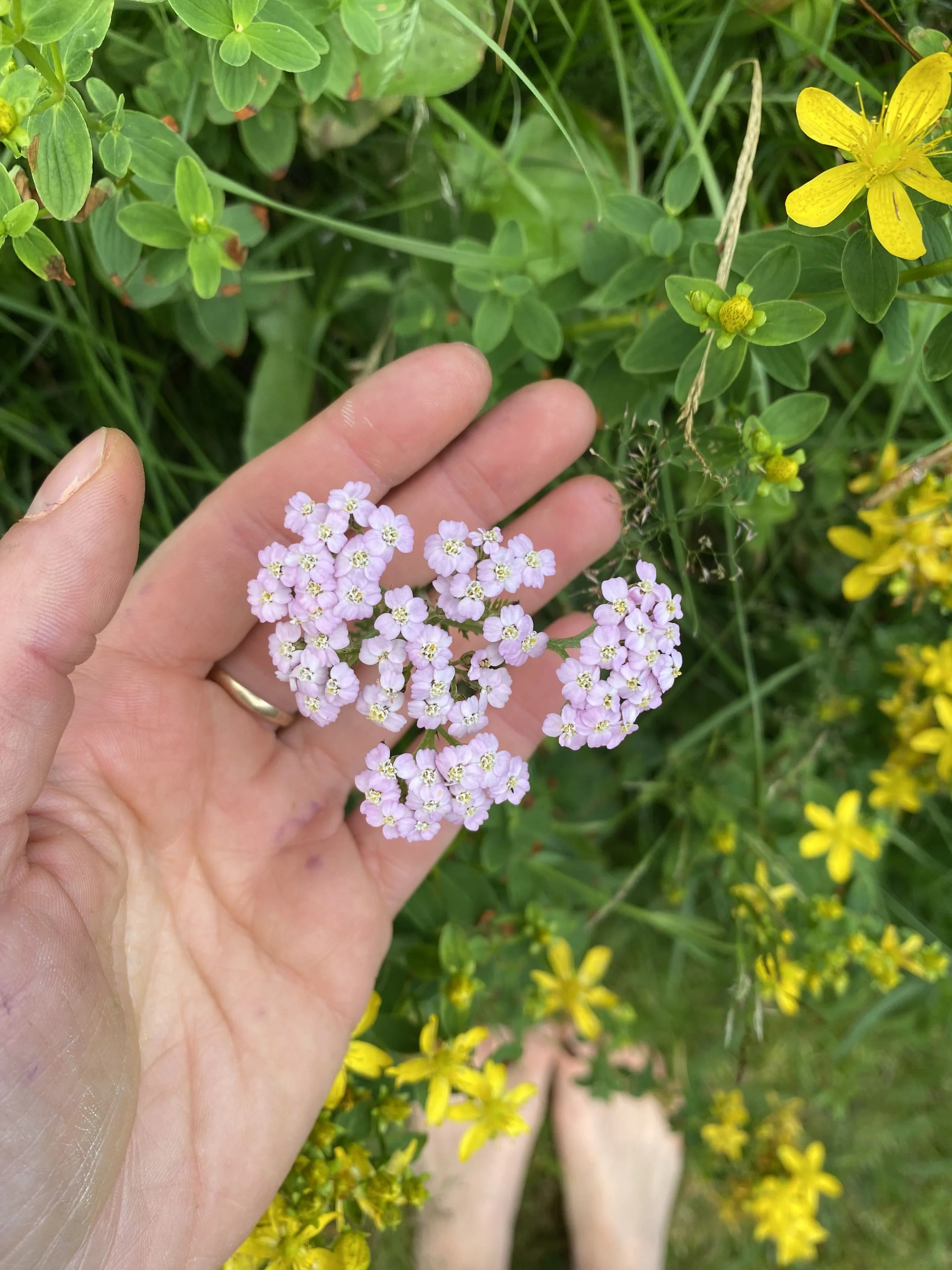 Yarrow: The Viking Healer’s Herb of choice
