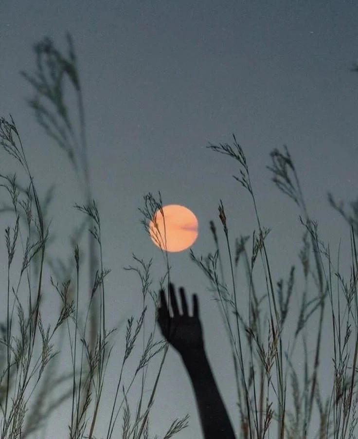 Silhouette of a hand reaching up among tall grass against the moonlit sky at dusk