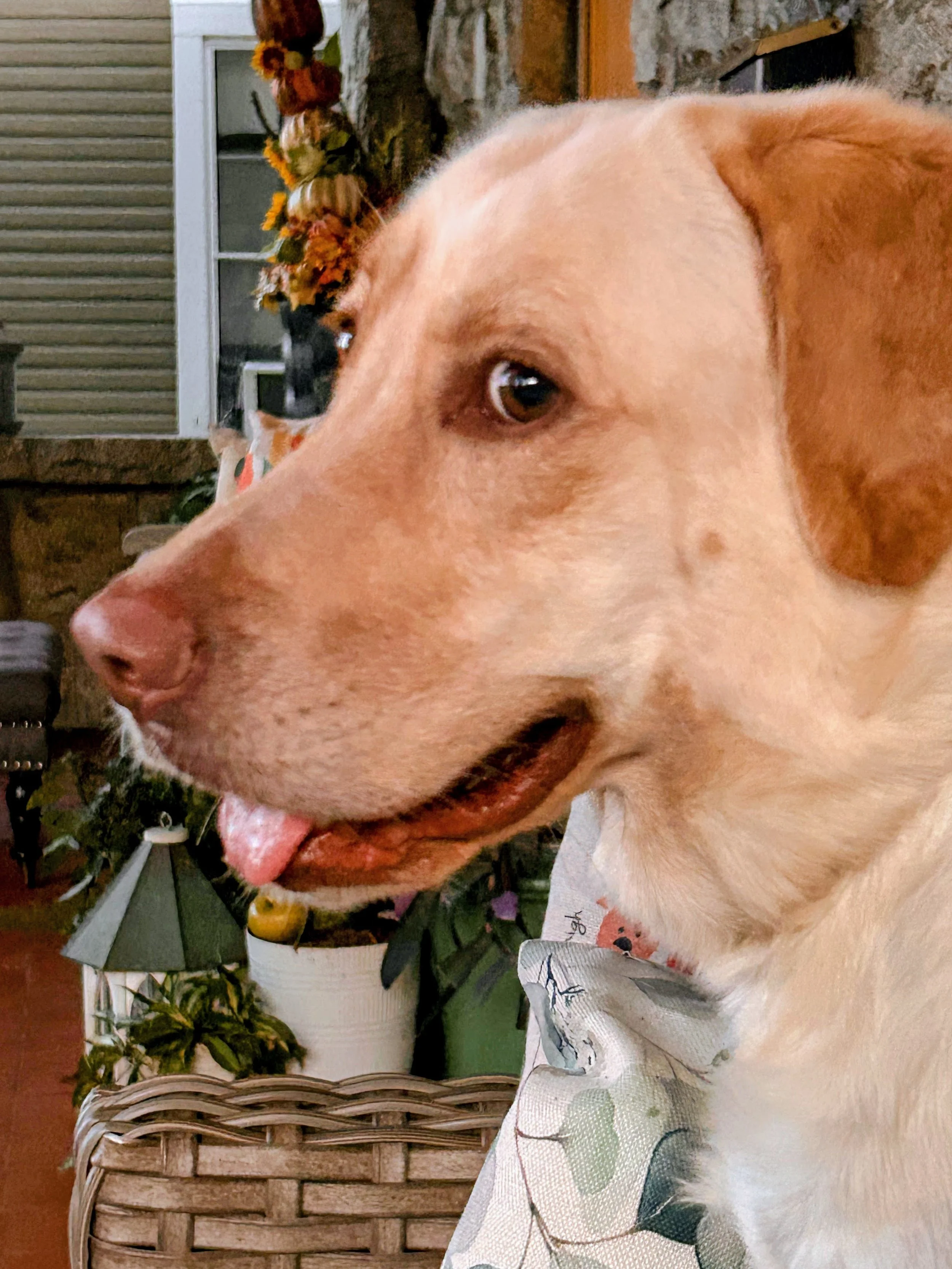 Close-up of a happy, tan and white dog lying on a southern porch, with a granite wall, a window, and some plants in the background.