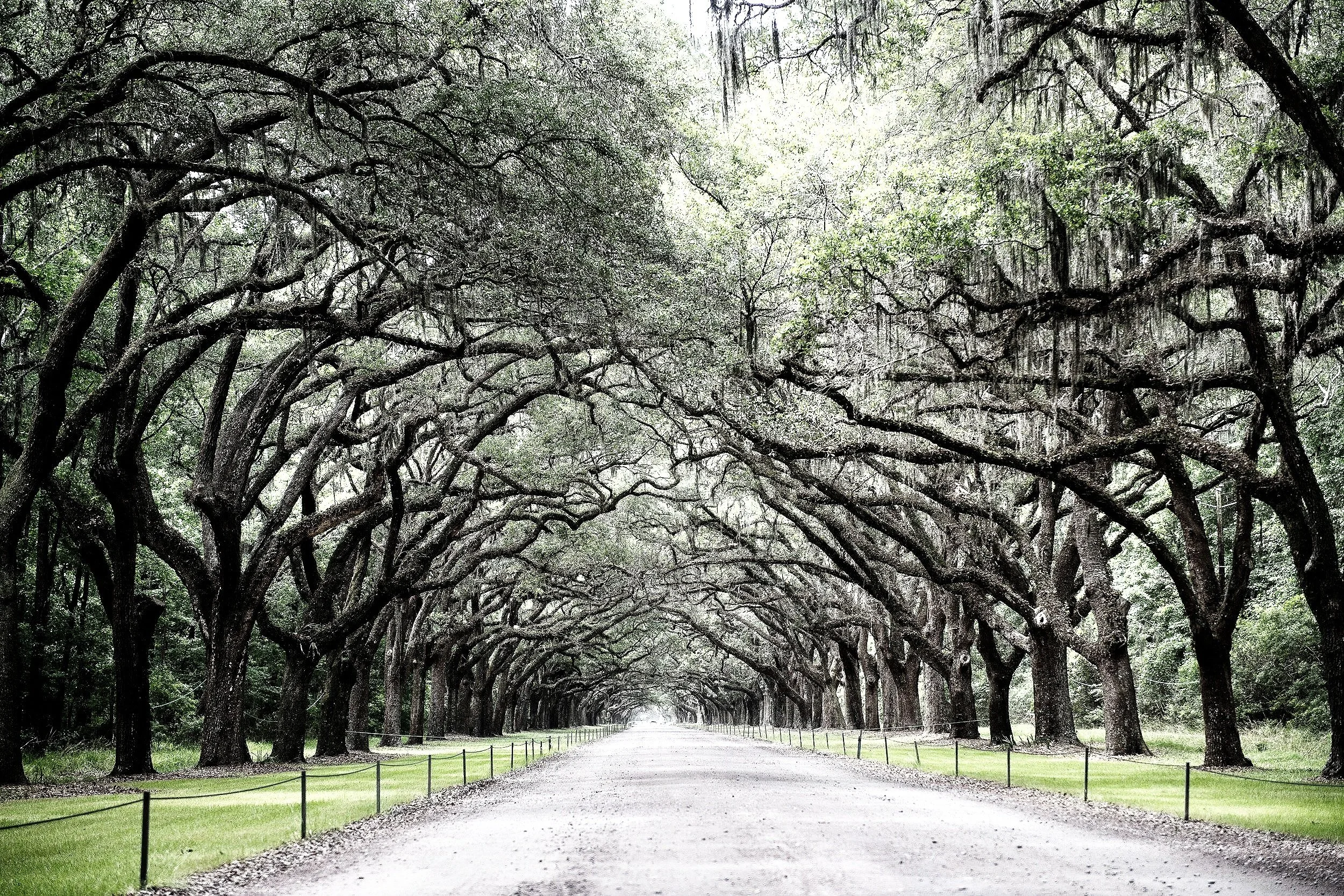 Tree-lined pathway with large trees arching overhead, forming a canopy, in a park or garden setting.