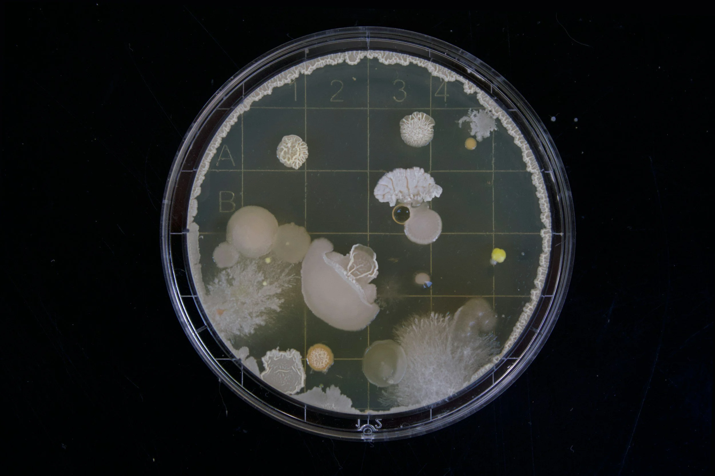 Petri dish with various fungal cultures growing on a grid.