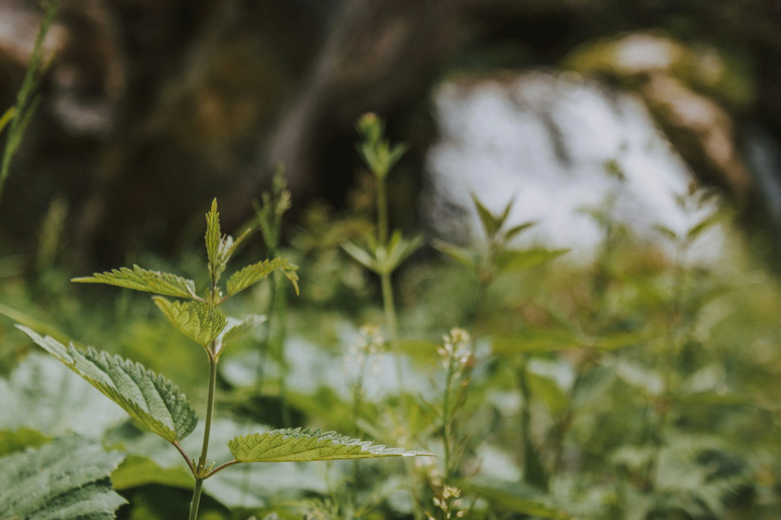 Close-up of green fern leaves with a blurred background of more foliage.