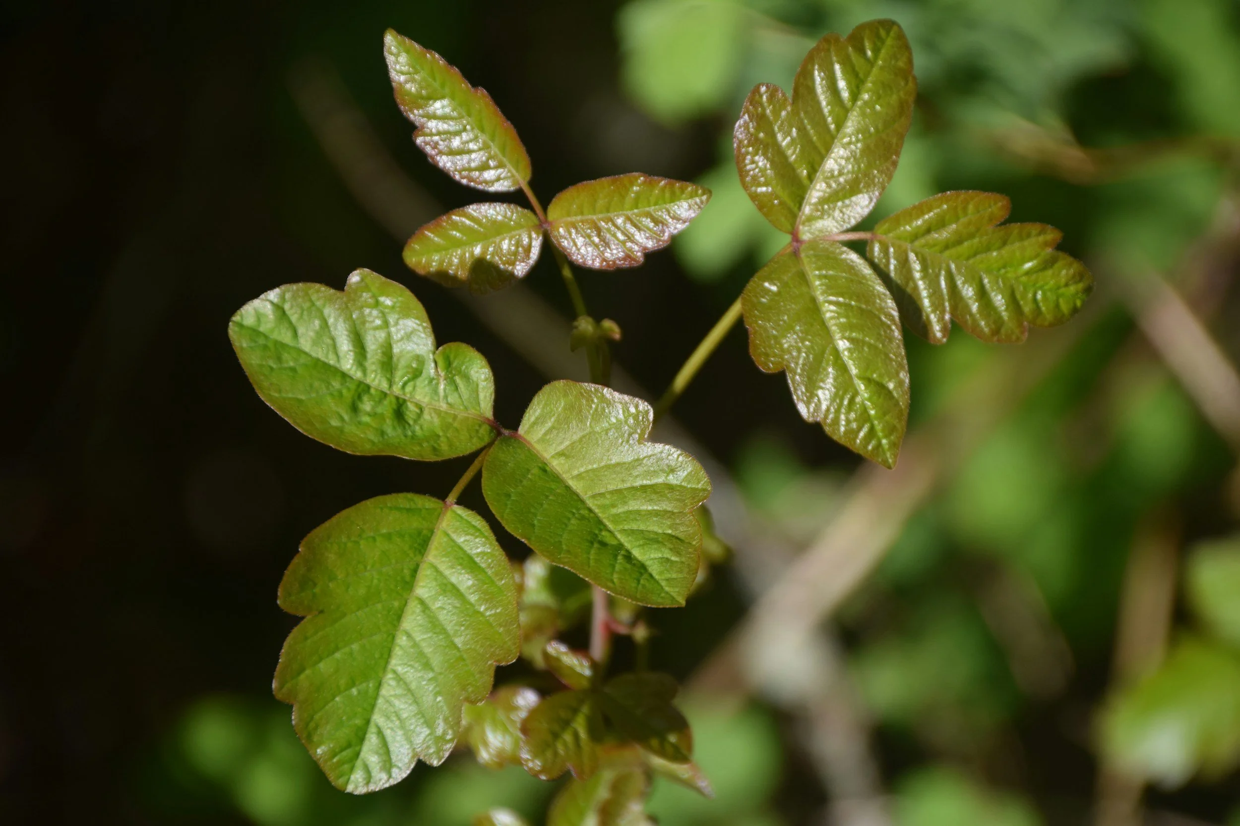 Close-up of green leaves on a plant with a blurred green background.