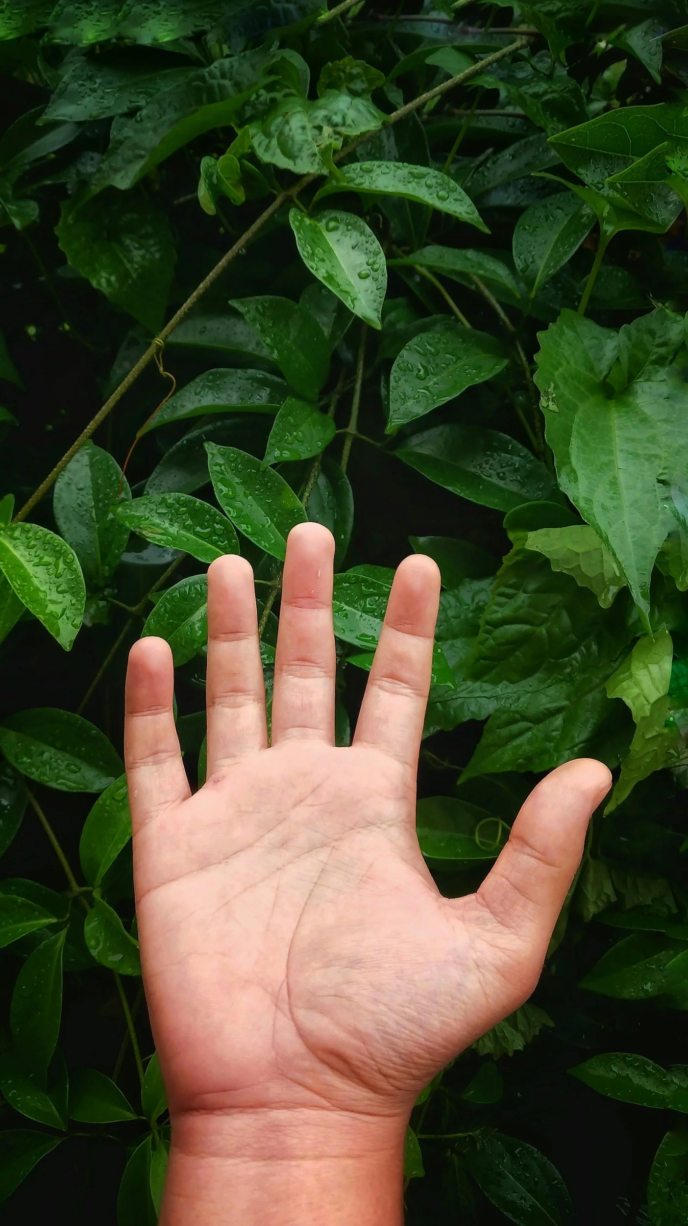 Hand in front of green leafy plants with water droplets on the leaves.
