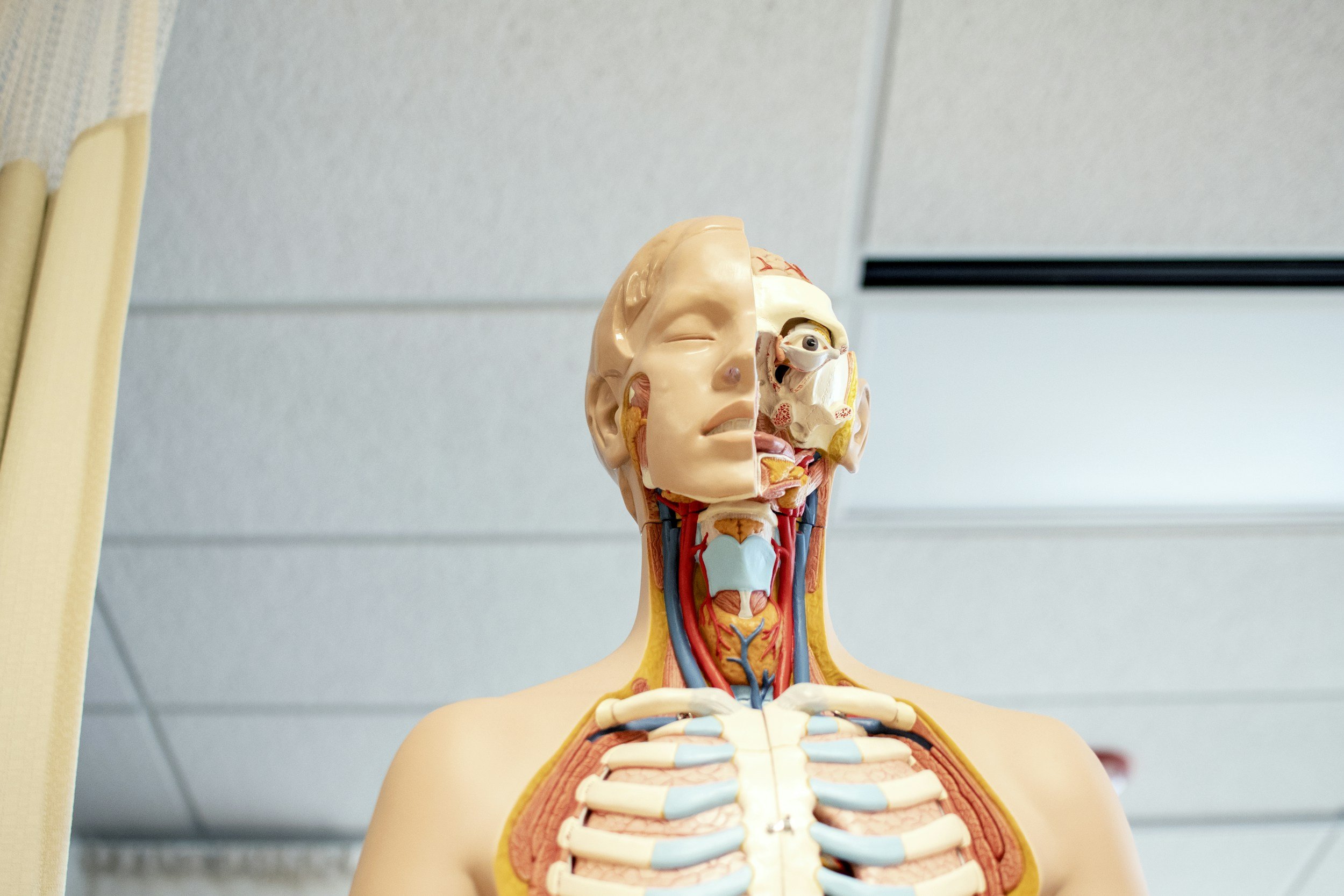 Disection of Human Body mannequin explaining throat