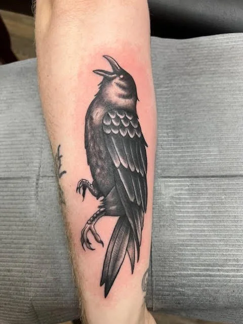A detailed black and grey raven perched with wings tucked and beak open in mid-call. The soft gradients and crisp linework emphasize realism and mood.
