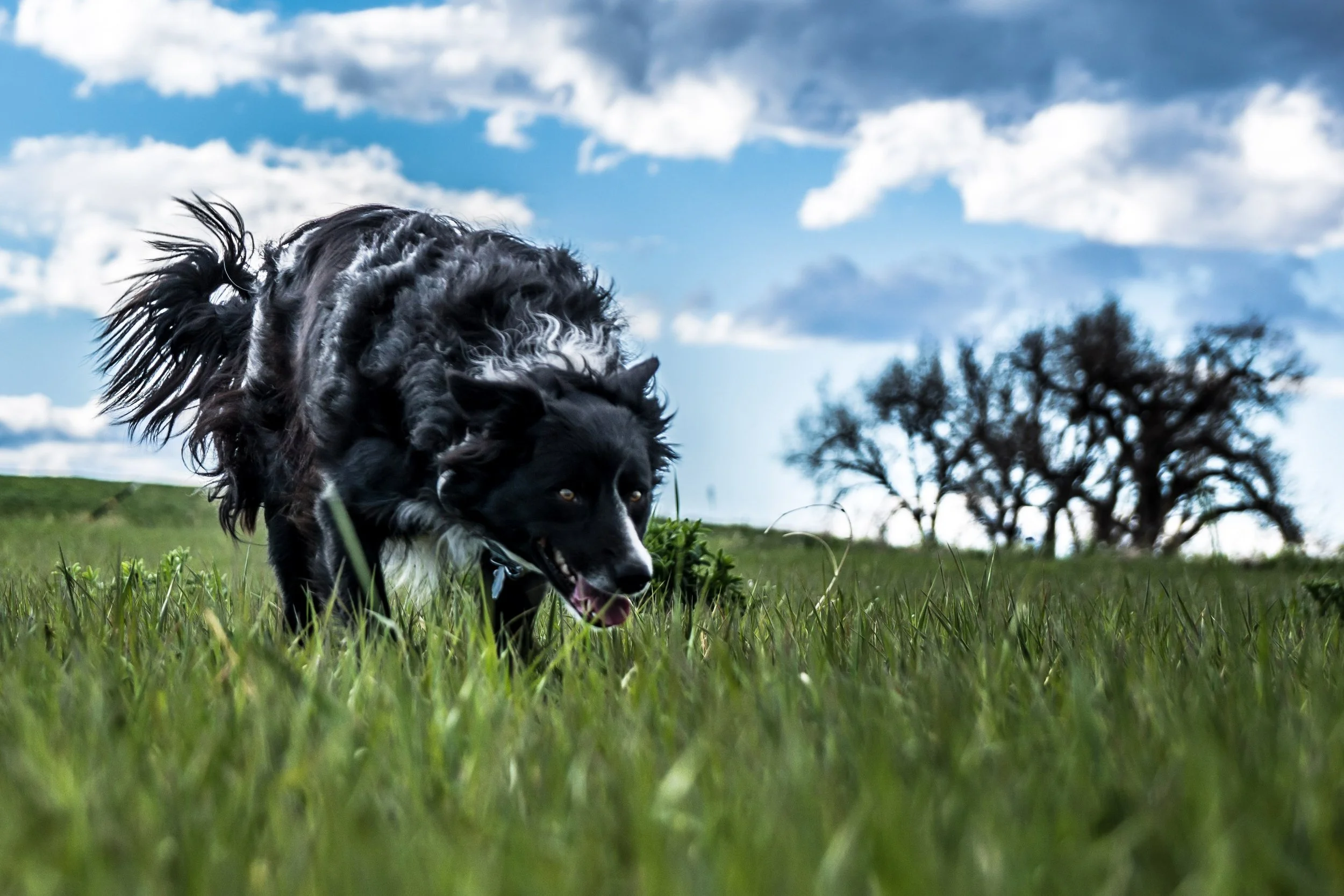 Task, SAR Trailing dog. Task and handler had us set up a proofing test prior to SAR evaluation.