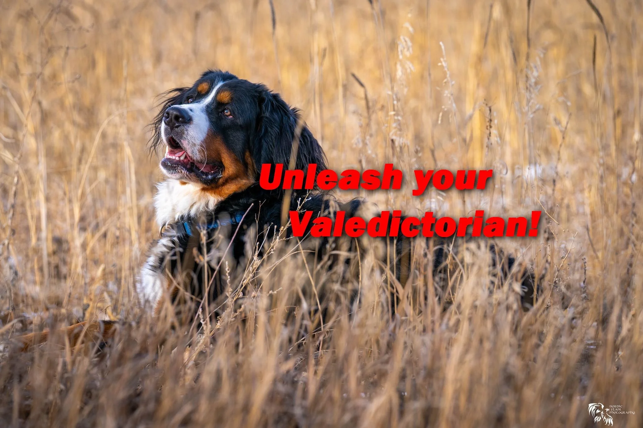 K9 Academics | Berner Felix doing a down stay in grassy field