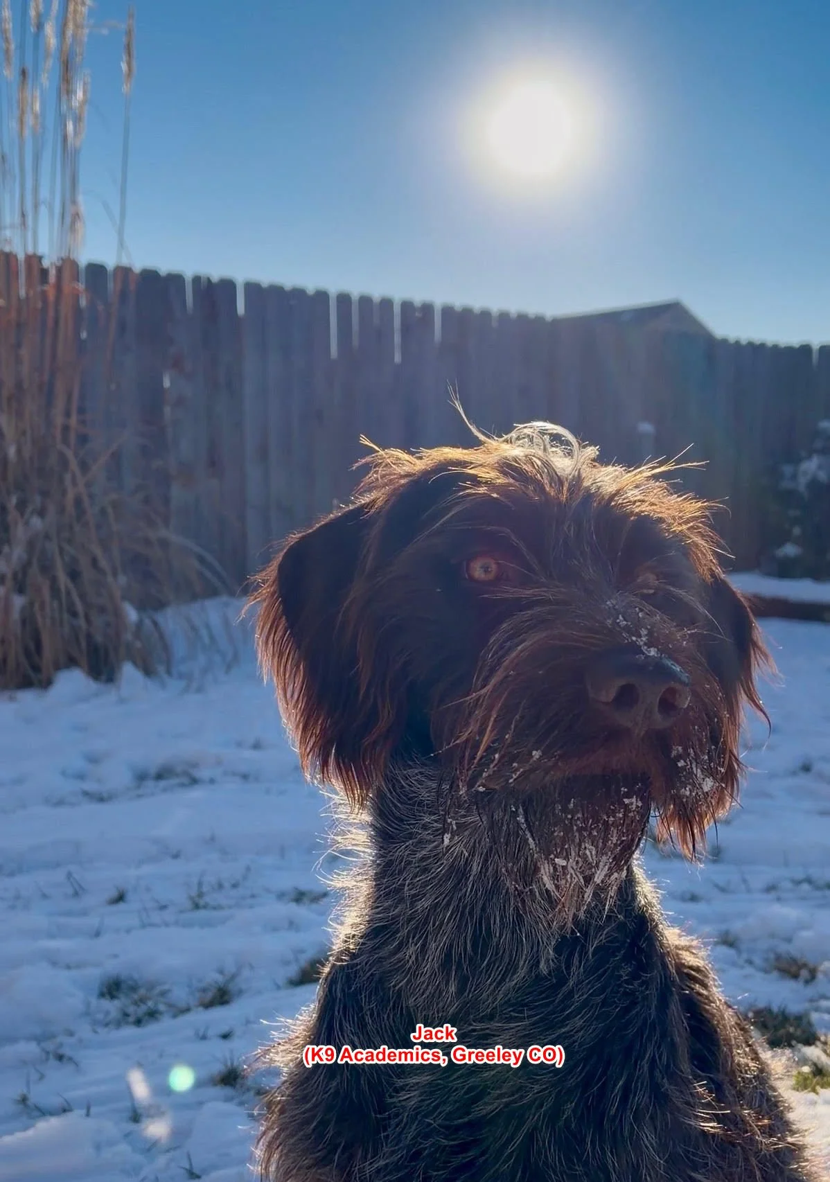 Jack, a Griffon, worked on calming down on leash to add a level of control in his family life through our Elementary program.